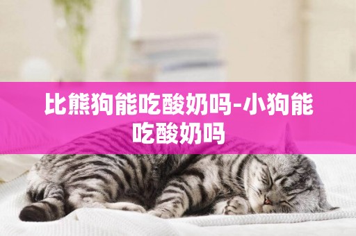 比熊狗能吃酸奶嗎-小狗能吃酸奶嗎