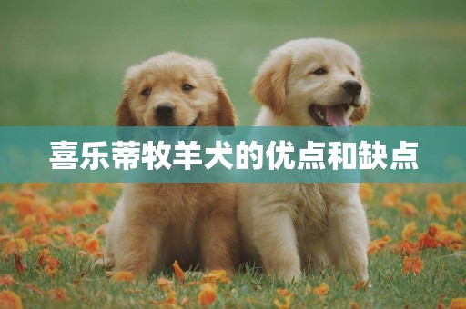 喜樂蒂牧羊犬的優點和缺點