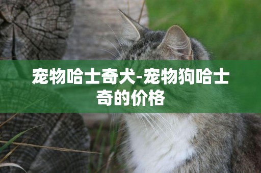 寵物哈士奇犬-寵物狗哈士奇的價格