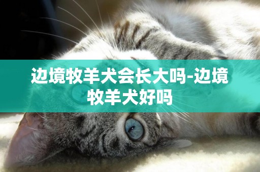 邊境牧羊犬會長大嗎-邊境牧羊犬好嗎