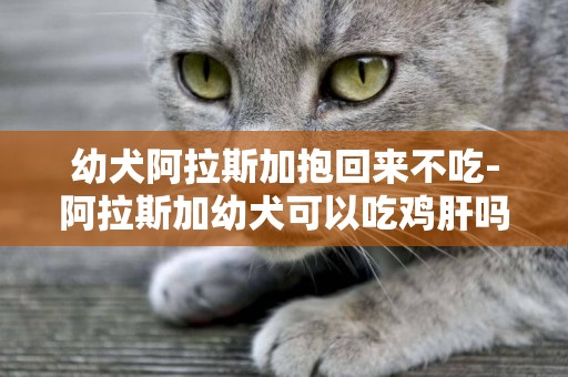 幼犬阿拉斯加抱回來不吃-阿拉斯加幼犬可以吃雞肝嗎