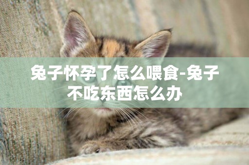 兔子懷孕了怎么喂食-兔子不吃東西怎么辦