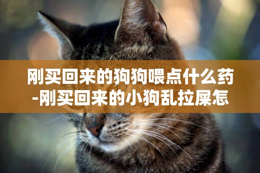 剛買回來的狗狗喂點什么藥-剛買回來的小狗亂拉屎怎么辦