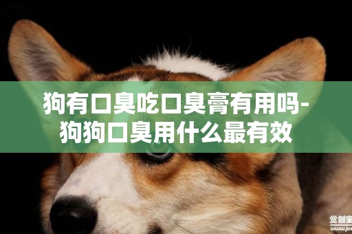狗有口臭吃口臭膏有用嗎-狗狗口臭用什么最有效