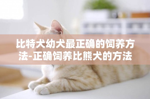比特犬幼犬最正確的飼養方法-正確飼養比熊犬的方法