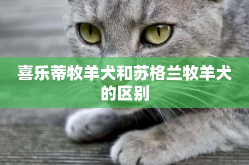 喜樂蒂牧羊犬和蘇格蘭牧羊犬的區別