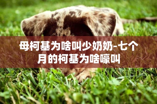 母柯基為啥叫少奶奶-七個月的柯基為啥嚎叫
