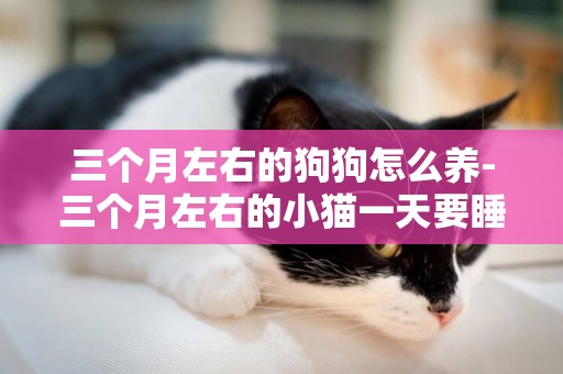 三個月左右的狗狗怎么養-三個月左右的小貓一天要睡多久