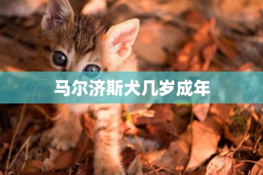 馬爾濟斯犬幾歲成年