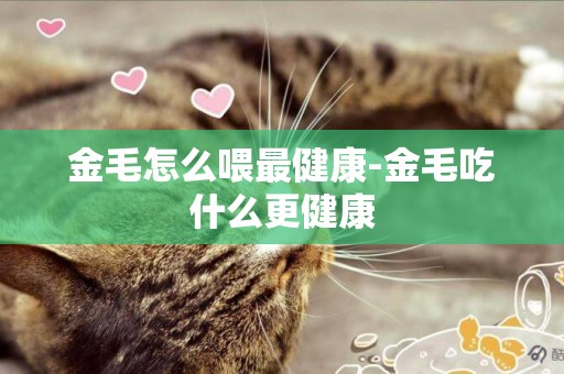 金毛怎么喂最健康-金毛吃什么更健康