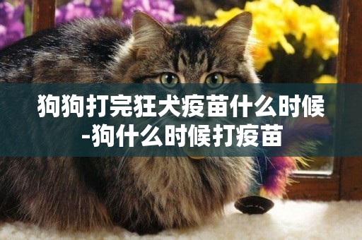狗狗打完狂犬疫苗什么時候-狗什么時候打疫苗