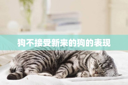 狗不接受新來的狗的表現