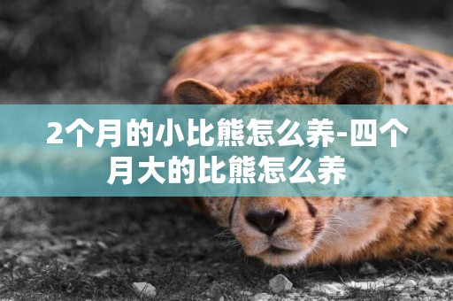 2個月的小比熊怎么養-四個月大的比熊怎么養