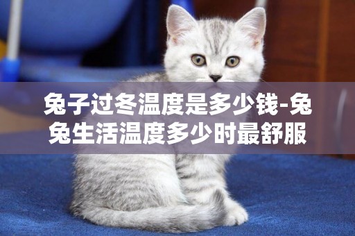 兔子過冬溫度是多少錢-兔兔生活溫度多少時最舒服