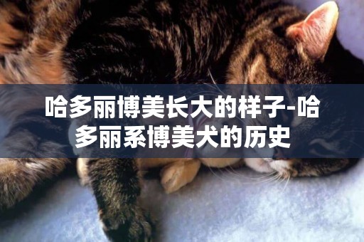 哈多麗博美長大的樣子-哈多麗系博美犬的歷史