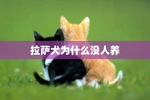 拉薩犬為什么沒人養