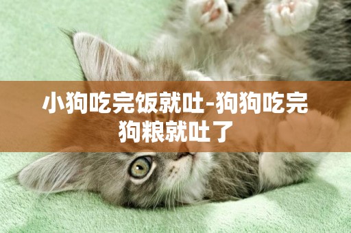 小狗吃完飯就吐-狗狗吃完狗糧就吐了