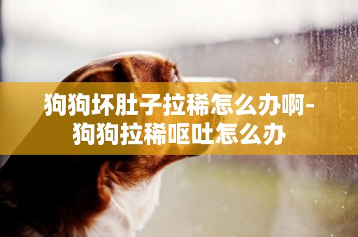 狗狗壞肚子拉稀怎么辦啊-狗狗拉稀嘔吐怎么辦