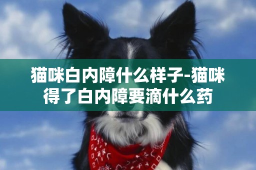 貓咪白內障什么樣子-貓咪得了白內障要滴什么藥