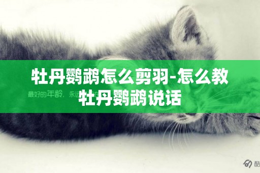 牡丹鸚鵡怎么剪羽-怎么教牡丹鸚鵡說話