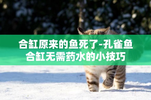 合缸原來的魚死了-孔雀魚合缸無需藥水的小技巧