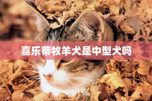 喜樂蒂牧羊犬是中型犬嗎