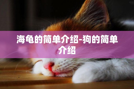 海龜的簡單介紹-狗的簡單介紹