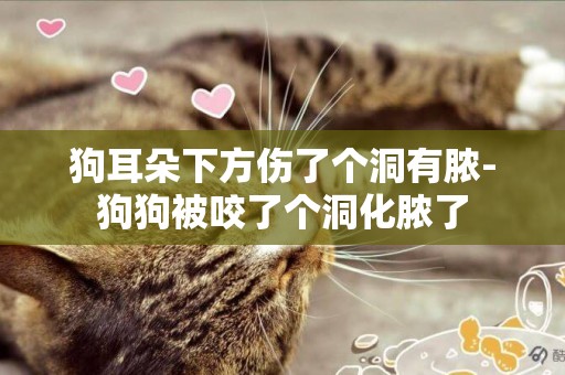 狗耳朵下方傷了個洞有膿-狗狗被咬了個洞化膿了