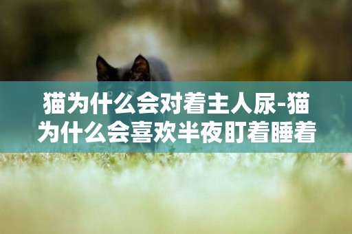 貓為什么會對著主人尿-貓為什么會喜歡半夜盯著睡著的主人看
