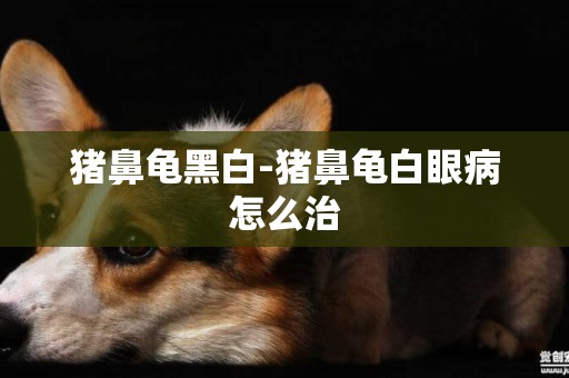 豬鼻龜黑白-豬鼻龜白眼病怎么治