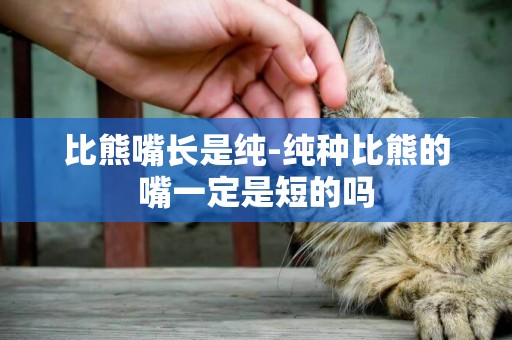 比熊嘴長是純-純種比熊的嘴一定是短的嗎