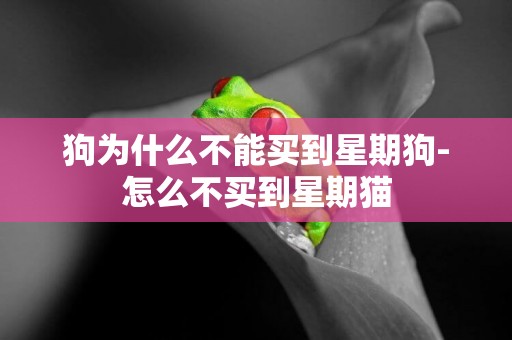 狗為什么不能買到星期狗-怎么不買到星期貓