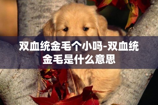 雙血統金毛個小嗎-雙血統金毛是什么意思