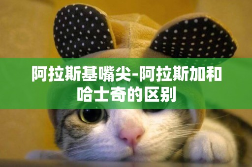 阿拉斯基嘴尖-阿拉斯加和哈士奇的區別
