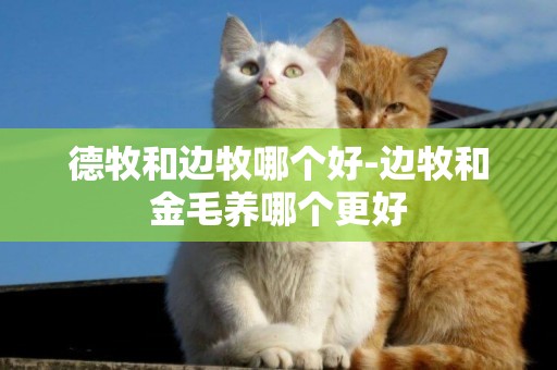 德牧和邊牧哪個好-邊牧和金毛養哪個更好