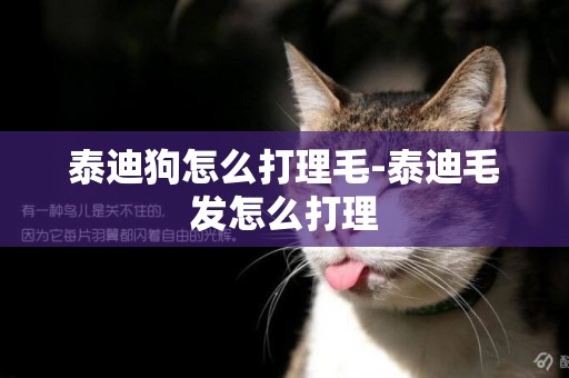 泰迪狗怎么打理毛-泰迪毛發怎么打理