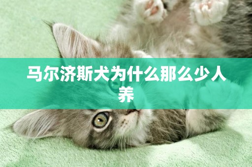 馬爾濟斯犬為什么那么少人養