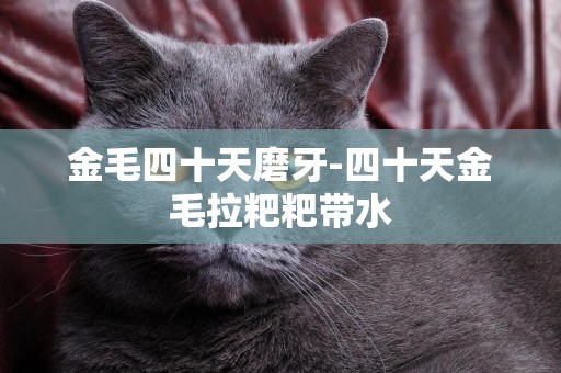 金毛四十天磨牙-四十天金毛拉粑粑帶水