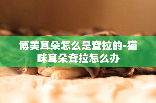 博美耳朵怎么是耷拉的-貓咪耳朵耷拉怎么辦