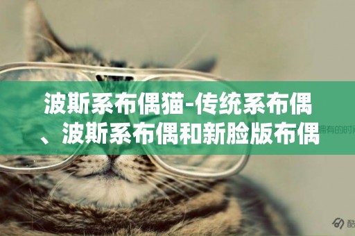 波斯系布偶貓-傳統系布偶、波斯系布偶和新臉版布偶如何區分