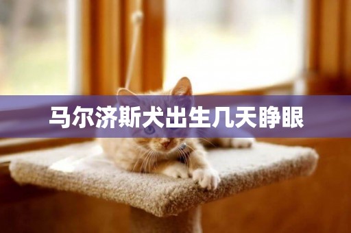 馬爾濟斯犬出生幾天睜眼
