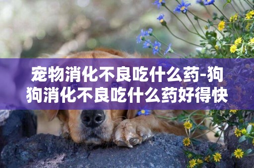 寵物消化不良吃什么藥-狗狗消化不良吃什么藥好得快