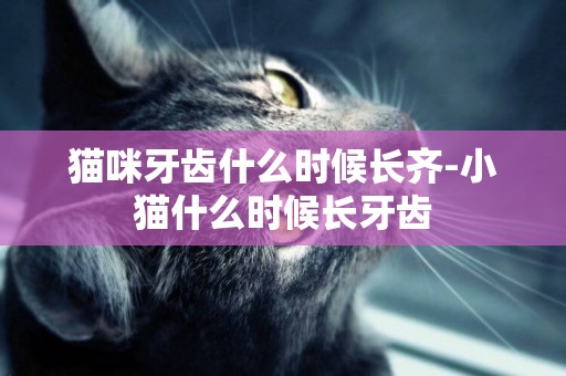 貓咪牙齒什么時候長齊-小貓什么時候長牙齒