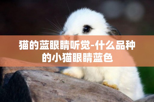 貓的藍眼睛聽覺-什么品種的小貓眼睛藍色