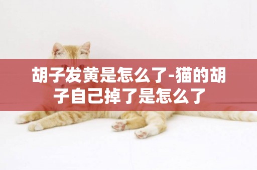 胡子發黃是怎么了-貓的胡子自己掉了是怎么了