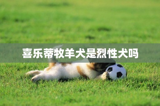 喜樂蒂牧羊犬是烈性犬嗎