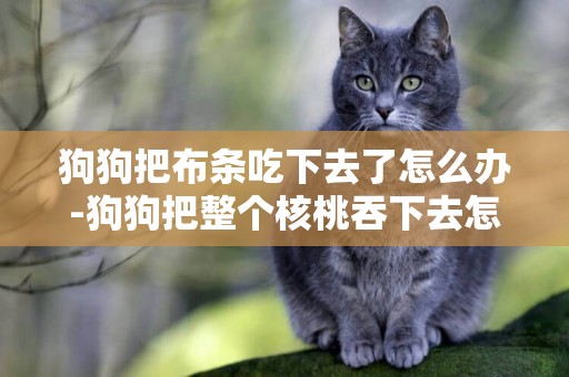 狗狗把布條吃下去了怎么辦-狗狗把整個核桃吞下去怎么辦