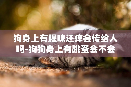 狗身上有腥味還癢會傳給人嗎-狗狗身上有跳蚤會不會傳染給人