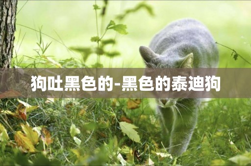 狗吐黑色的-黑色的泰迪狗