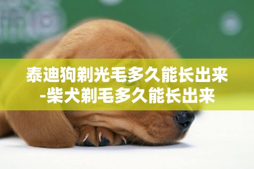 泰迪狗剃光毛多久能長出來-柴犬剃毛多久能長出來